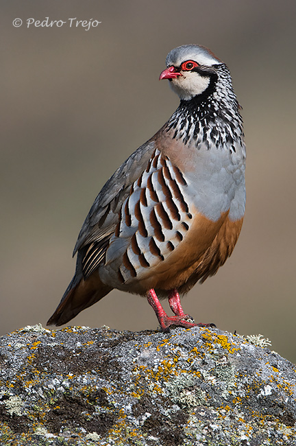 Perdiz roja  (Alectoris rufa)